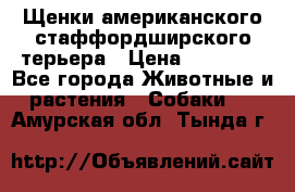 Щенки американского стаффордширского терьера › Цена ­ 20 000 - Все города Животные и растения » Собаки   . Амурская обл.,Тында г.